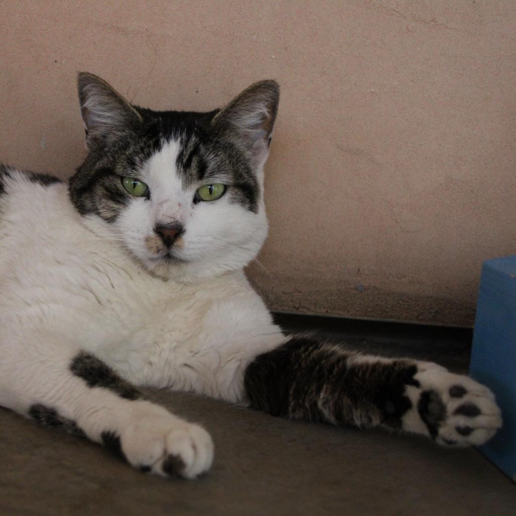 Kane, an adoptable Domestic Short Hair in Kanab, UT, 84741 | Photo Image 2