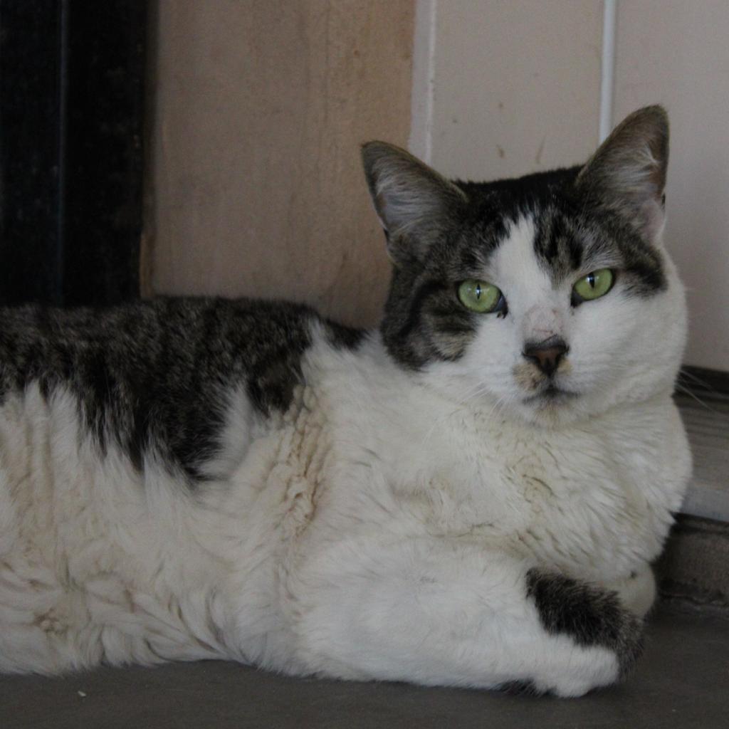 Kane, an adoptable Domestic Short Hair in Kanab, UT, 84741 | Photo Image 3
