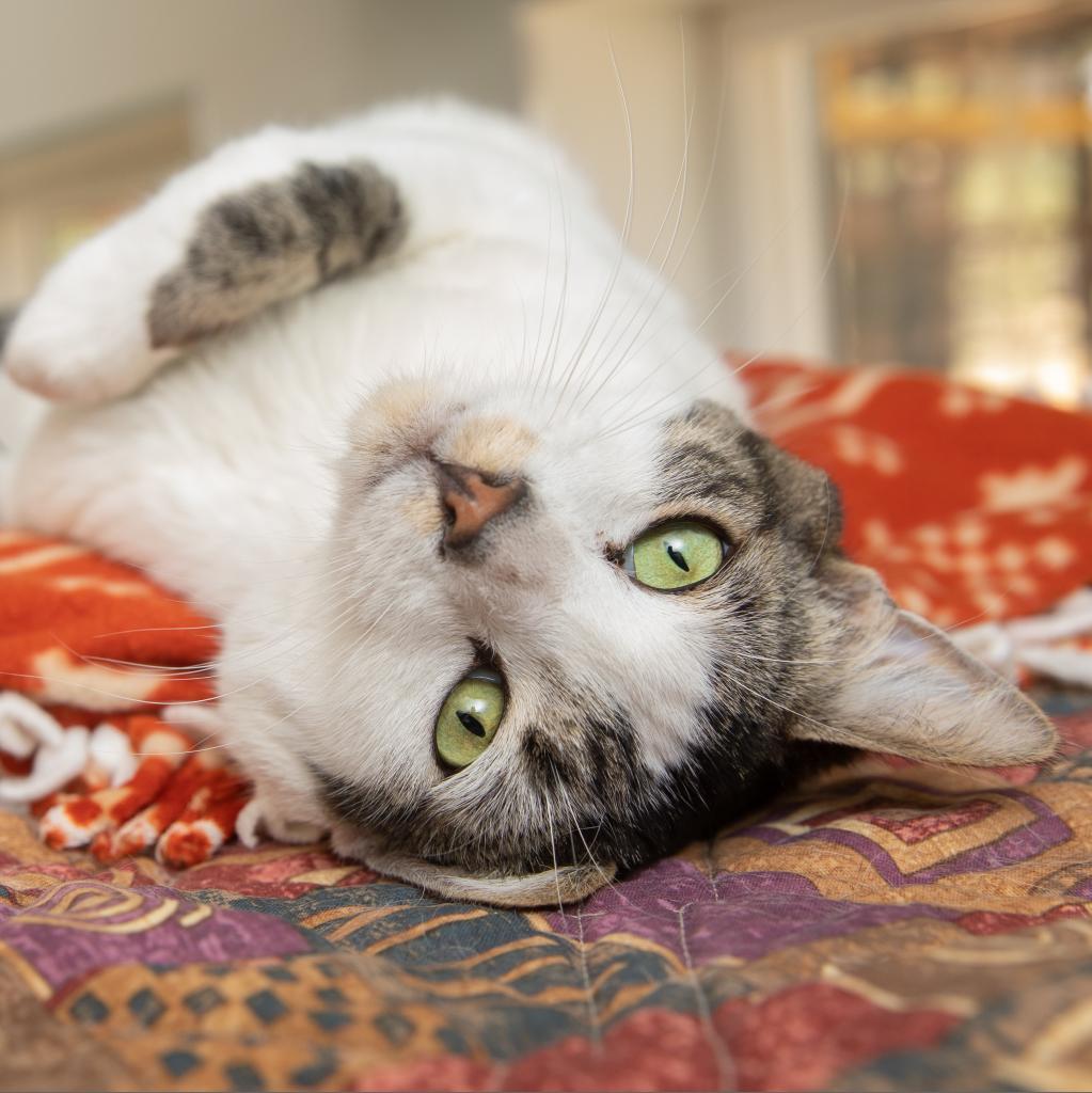Kane, an adoptable Domestic Short Hair in Kanab, UT, 84741 | Photo Image 4