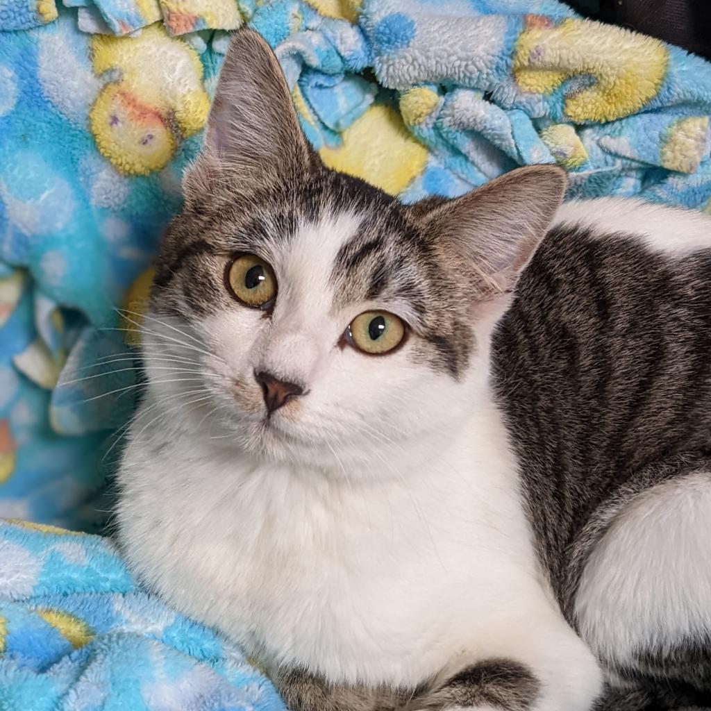 Kane, an adoptable Domestic Short Hair in Kanab, UT, 84741 | Photo Image 5