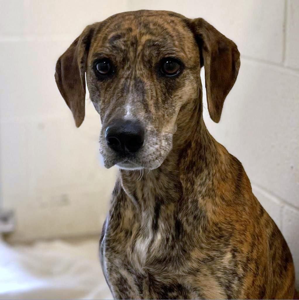 Tillie, an adoptable Mountain Cur in Sheridan, WY, 82801 | Photo Image 1