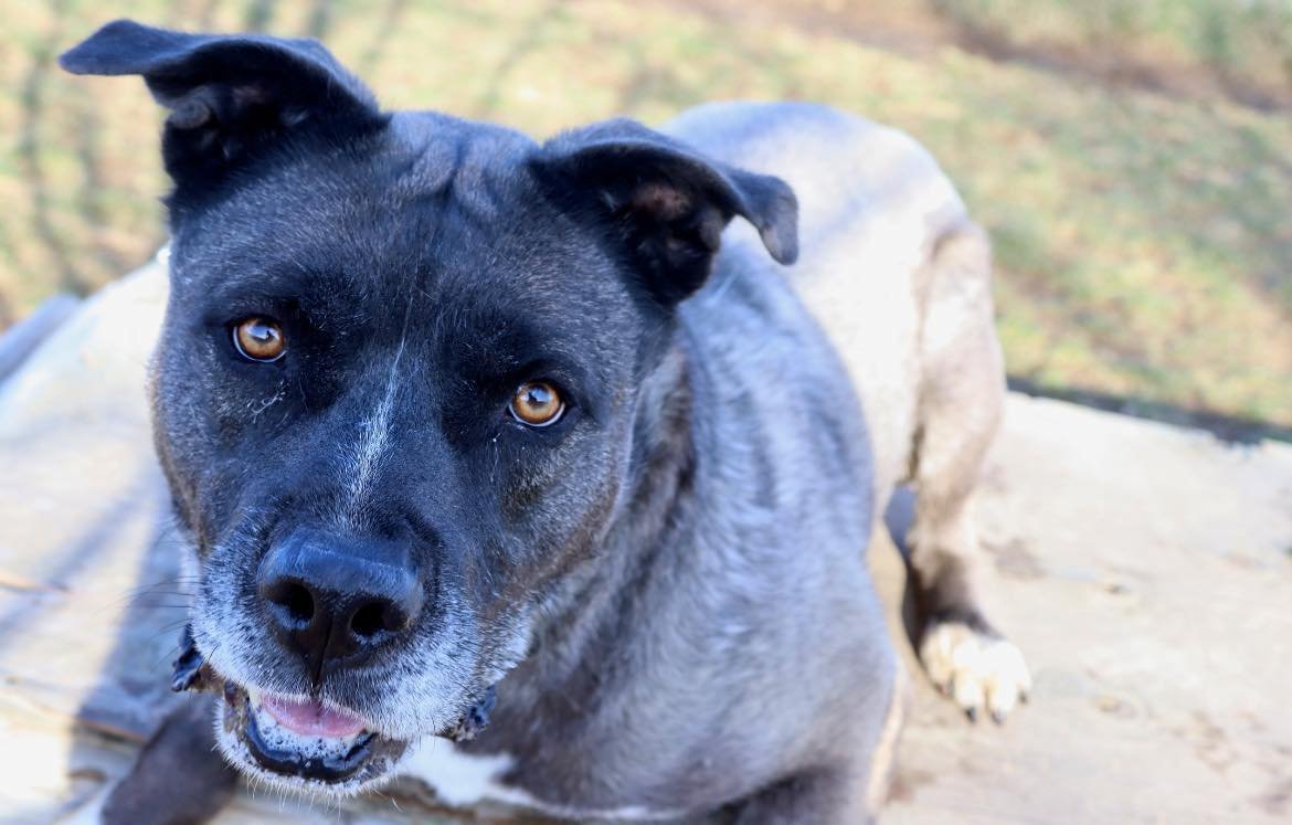 Jasmine, an adoptable Husky, Pit Bull Terrier in Austin, MN, 55912 | Photo Image 1