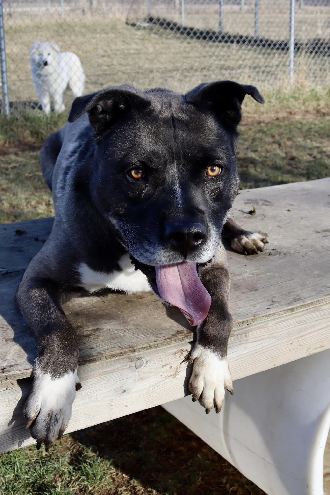 Jasmine, an adoptable Husky, Pit Bull Terrier in Austin, MN, 55912 | Photo Image 2