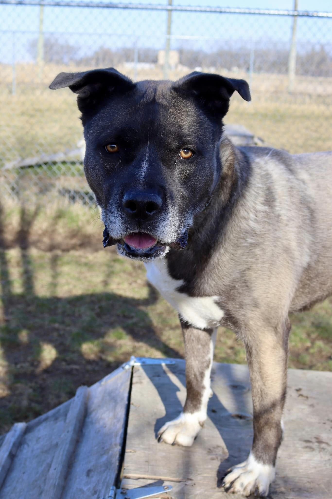Jasmine, an adoptable Husky, Pit Bull Terrier in Austin, MN, 55912 | Photo Image 3