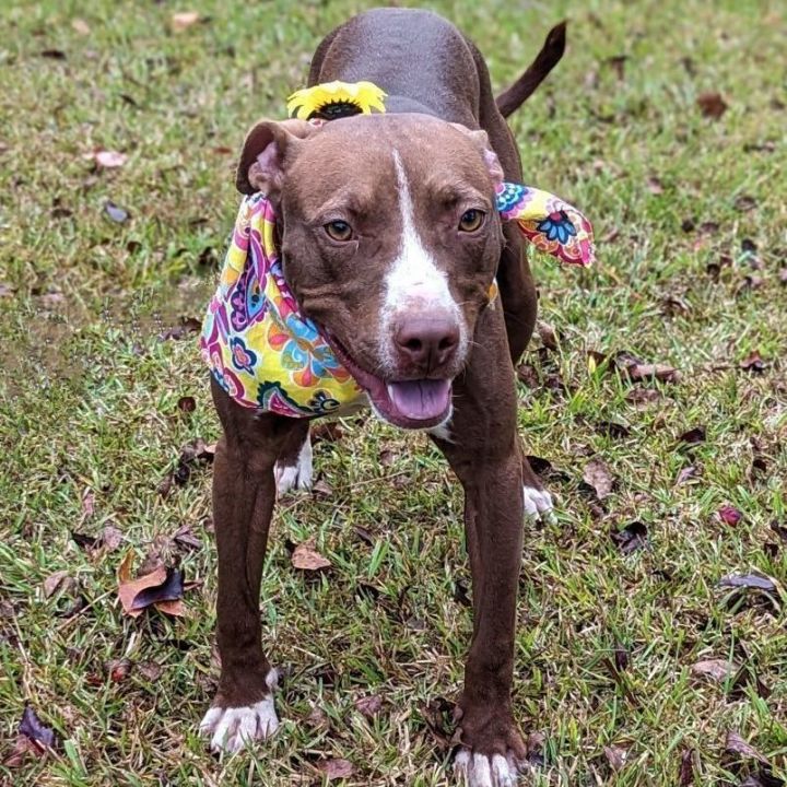 Magdalena, an adoptable Pit Bull Terrier in Helena, AL_image-1