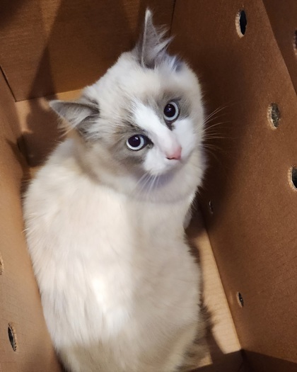 petfinder ragdoll