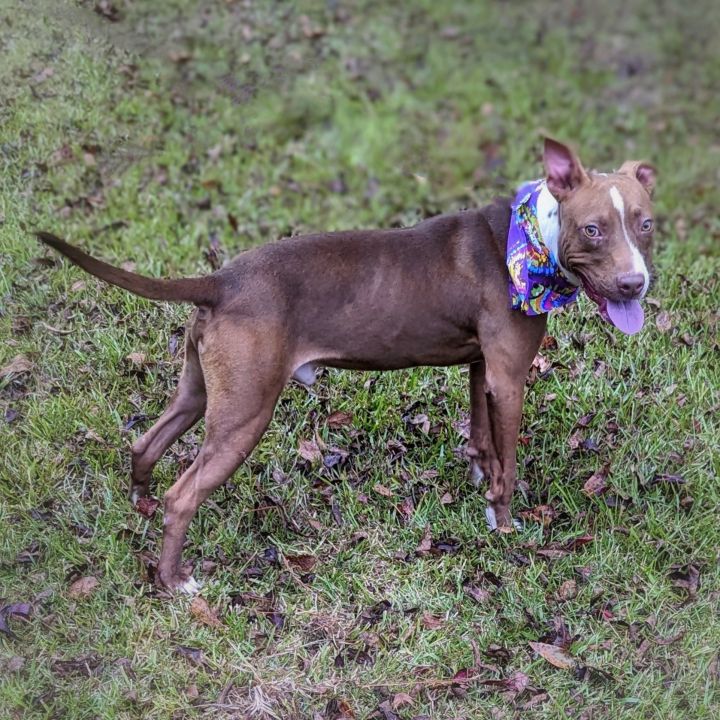 Caspian, an adoptable Pit Bull Terrier Mix in Helena, AL_image-2