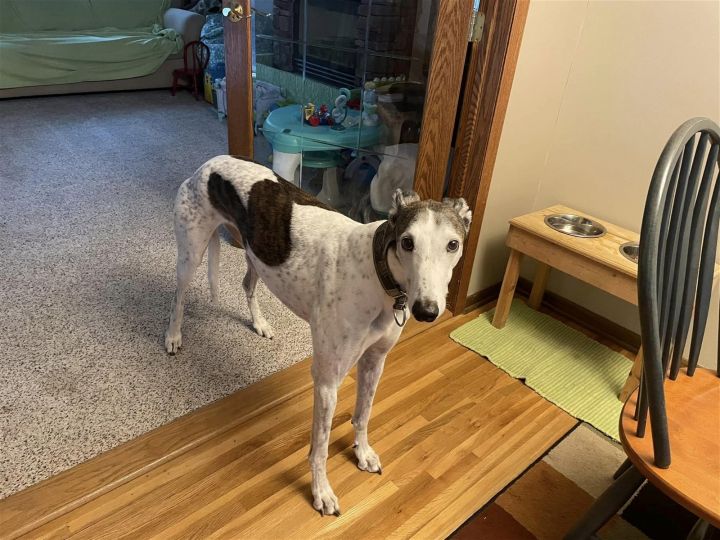 Walker, an adoptable Greyhound in Minneapolis, MN_image-1
