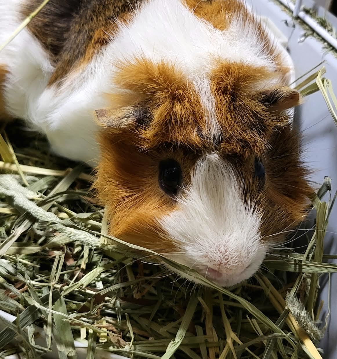 Scotch and Neo