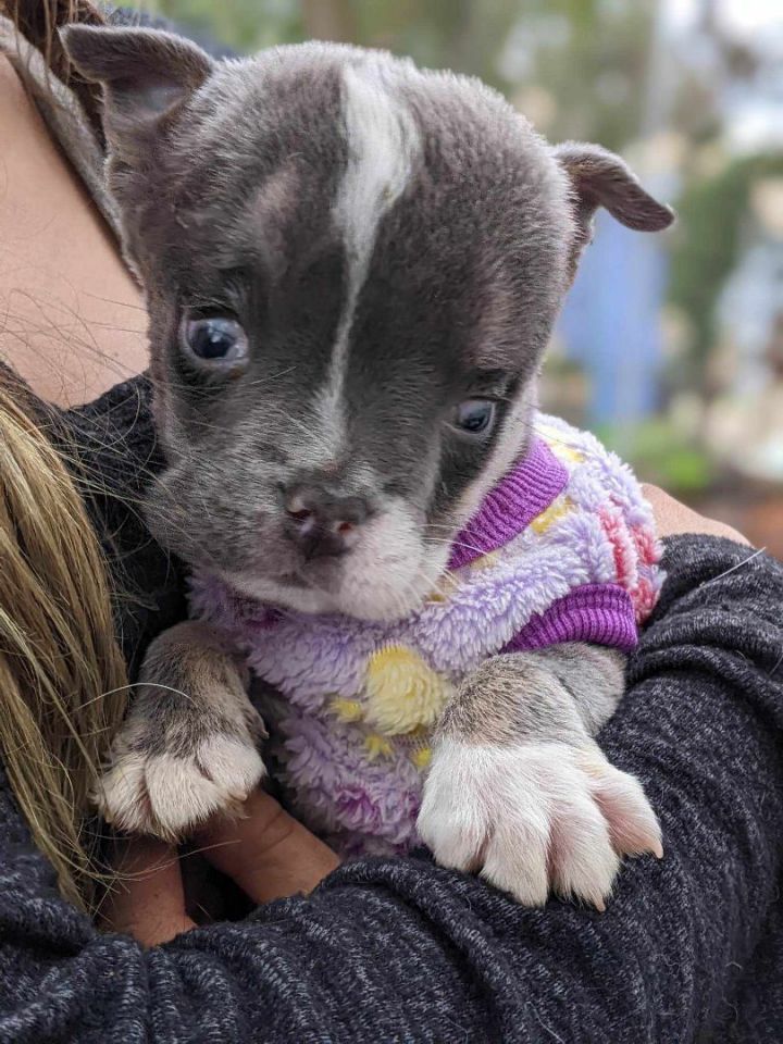 Megamind, an adoptable Pit Bull Terrier & English Bulldog Mix in Kingsburg, CA_image-4