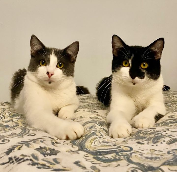 Willy & Wally , an adoptable Domestic Short Hair Mix in North Logan, UT_image-1
