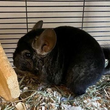 'Thing' One, an adopted Chinchilla in Manchester, CT_image-1