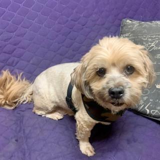 BEAR & CHICKLET, an adoptable Lhasa Apso Mix in Santa Monica, CA_image-3