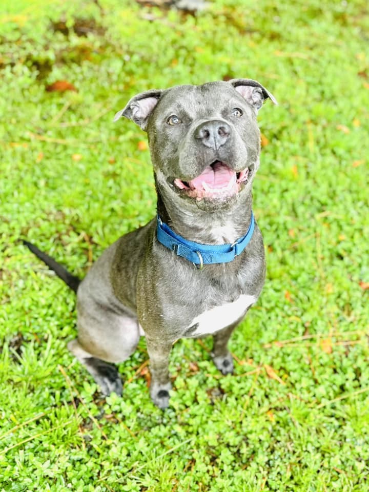 Blaine, an adoptable Terrier in Estero, FL, 33928 | Photo Image 1