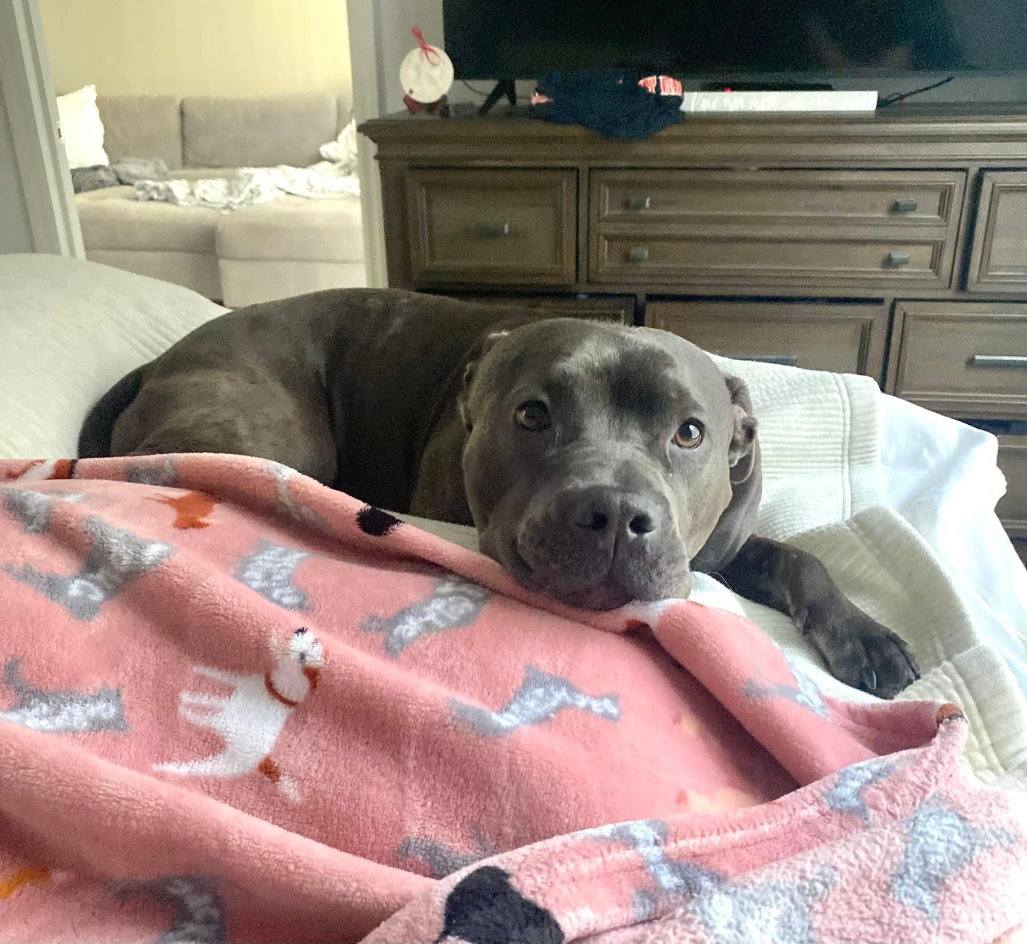 Blaine, an adoptable Terrier in Estero, FL, 33928 | Photo Image 2