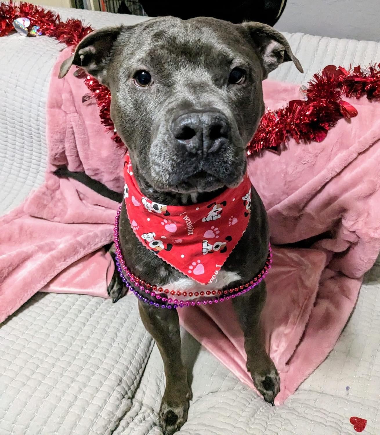 Blaine, an adoptable Terrier in Estero, FL, 33928 | Photo Image 3