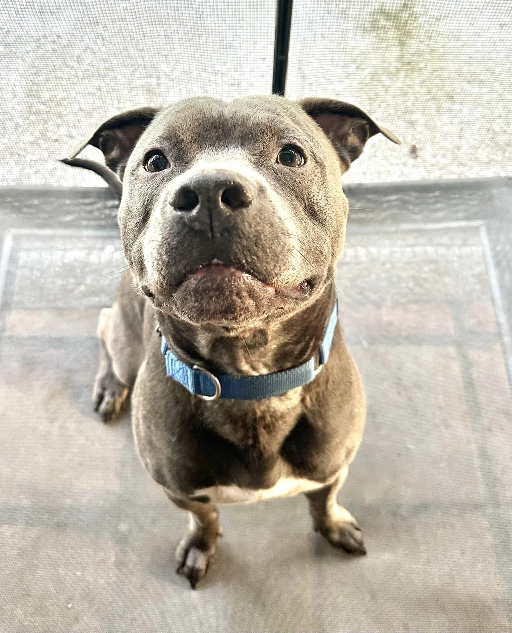 Blaine, an adoptable Terrier in Estero, FL, 33928 | Photo Image 4