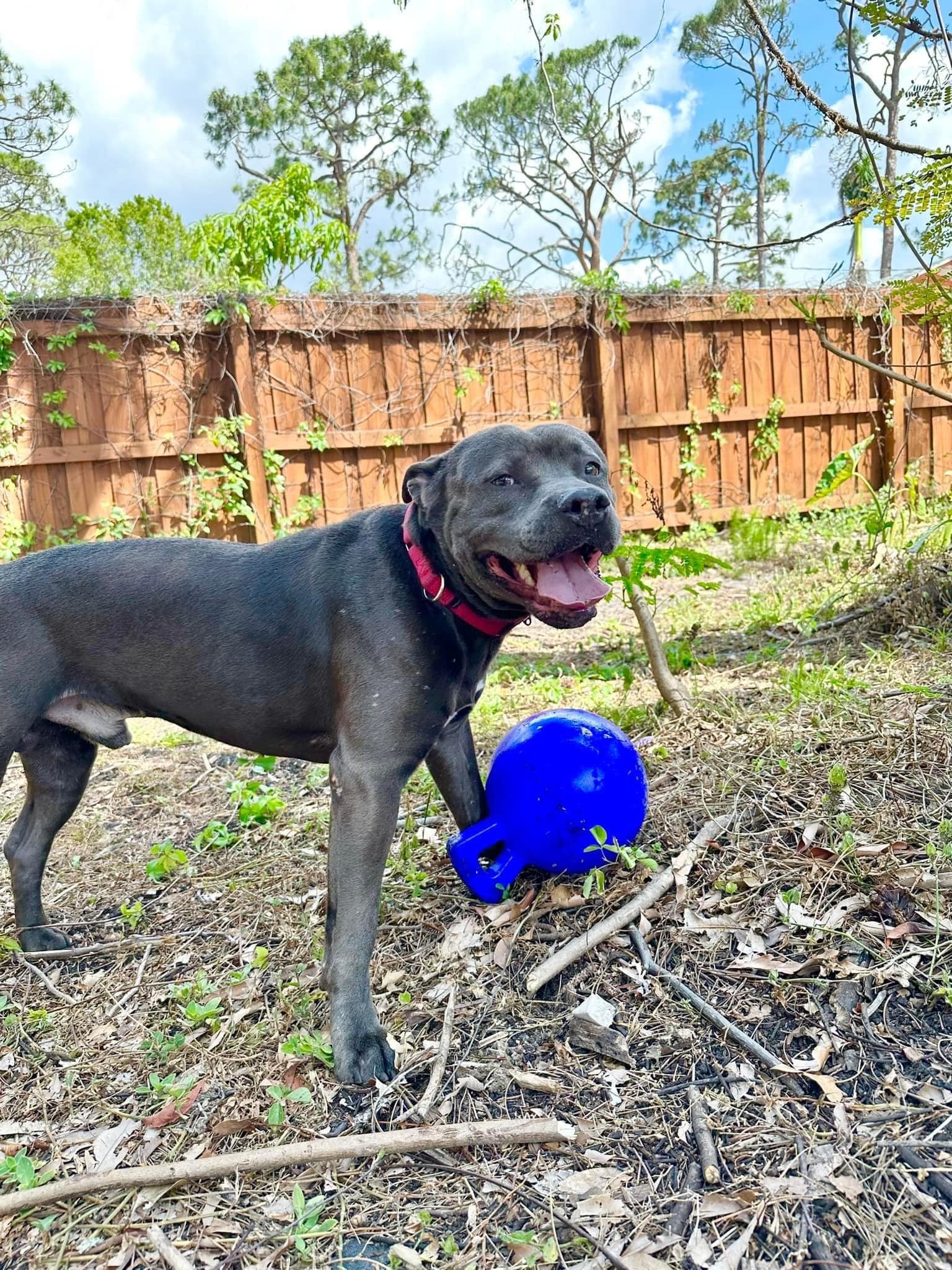 Blaine, an adoptable Terrier in Estero, FL, 33928 | Photo Image 5