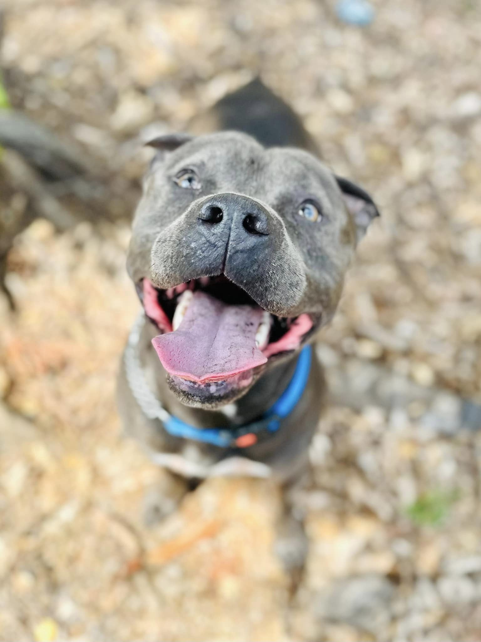 Blaine, an adoptable Terrier in Estero, FL, 33928 | Photo Image 6