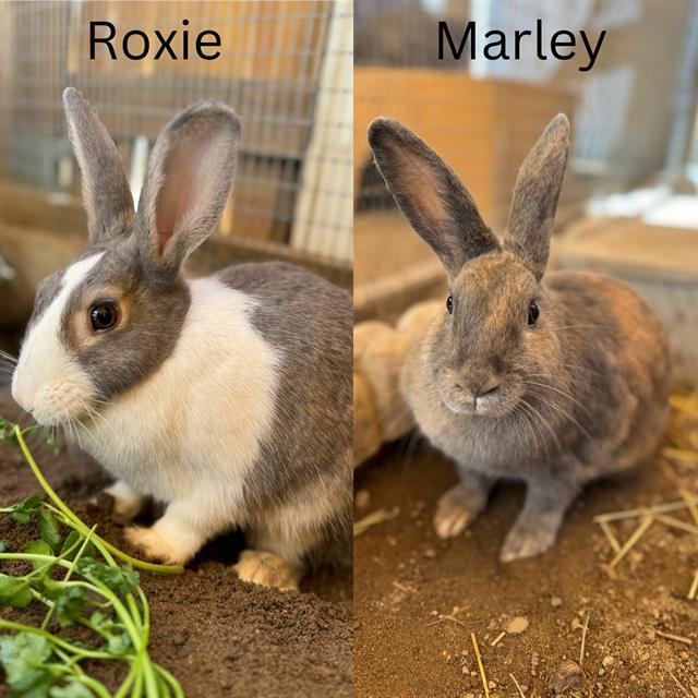 ROXIE, an adoptable Bunny Rabbit in Santa Maria, CA_image-1