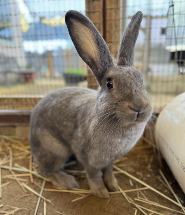 SMOKEY, an adoptable Bunny Rabbit in Santa Maria, CA_image-1