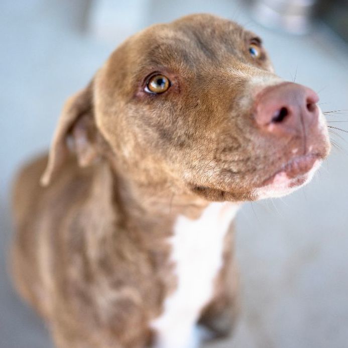 Petfinder catahoula hot sale