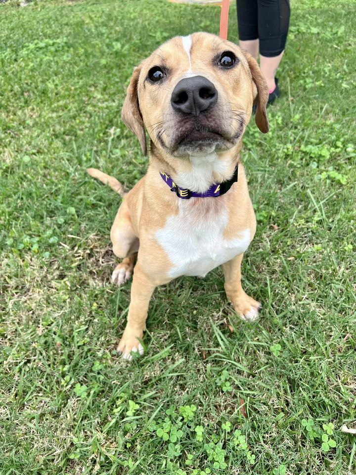 Zain , an adoptable Black Mouth Cur Mix in Jefferson , LA_image-2