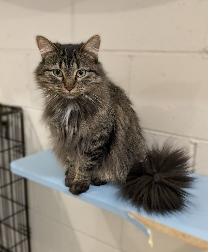 SUNNY, an adoptable Domestic Long Hair in La Crescent, MN_image-3