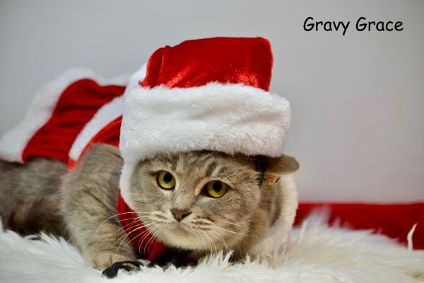 Gravy Grace