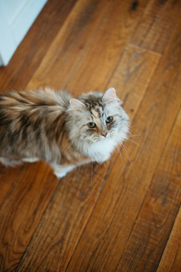 Annie