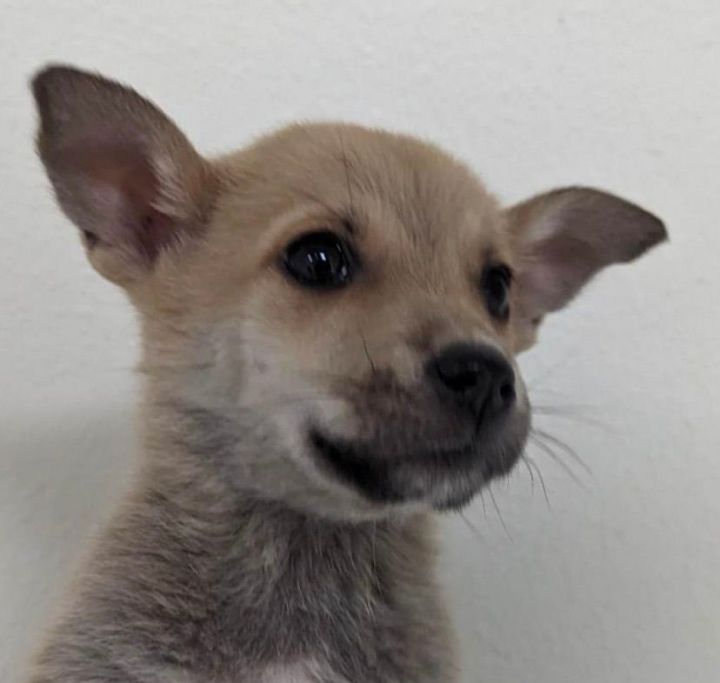 Vada, an adoptable Corgi & Terrier Mix in Carlsbad, CA_image-2