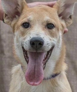 Vada, an adoptable Corgi & Terrier Mix in Carlsbad, CA_image-3