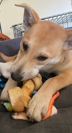 Vada, an adoptable Corgi & Terrier Mix in Carlsbad, CA_image-1