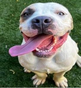 Goose - Foster or Adopt Me!, an adoptable American Staffordshire Terrier Mix in Lake Forest, CA_image-4