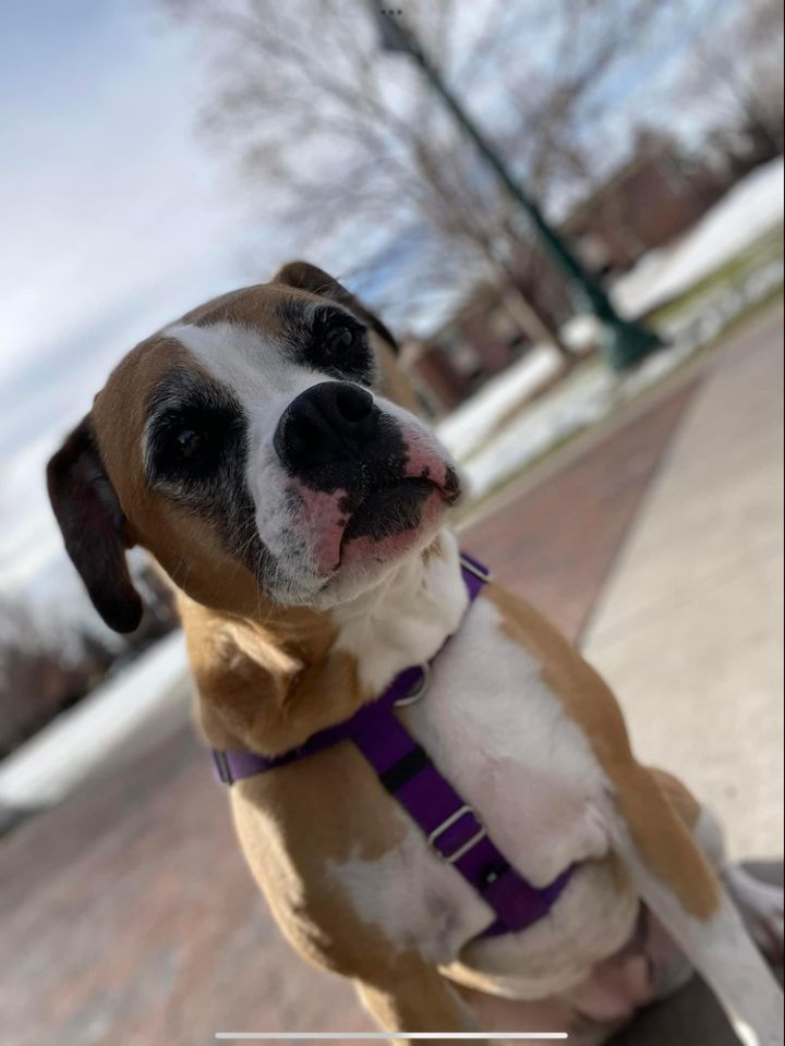 Zoey, an adoptable Boxer Mix in Denver, CO_image-3
