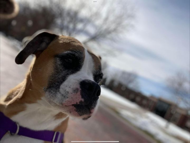 Zoey, an adoptable Boxer Mix in Denver, CO_image-6