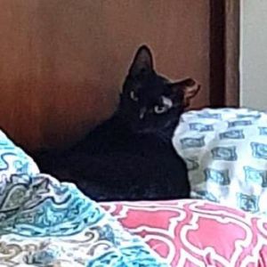 I am Groot Hatcher, Adult Male Domestic Short Hair