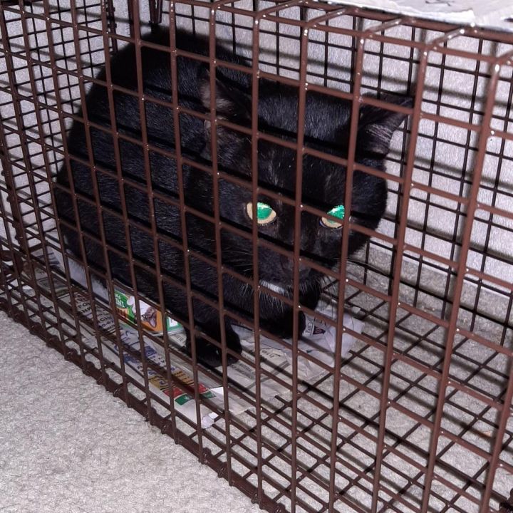 Spiderman Hatcher (Bonded w/Wonder Momma Hatcher) 1