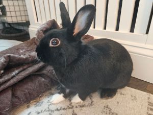 Ninja is a small all-black bunny with a gorgeous super sleek coat big brown eyes and cute little