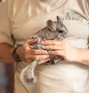 Penelope Chinchilla Small & Furry