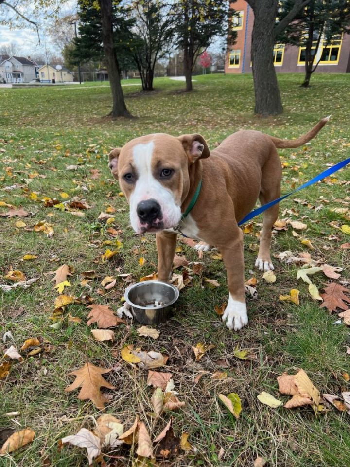 Dog for adoption - BRUNO, a Bernedoodle Mix in Fresh Meadows, NY