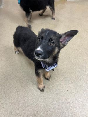 Best American Shepherd Mix Dog Training, Santa Maria