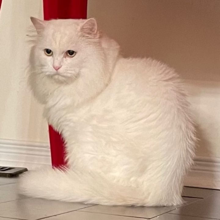 Cat for adoption - Casper-Turkish Angora, a Turkish Angora in ...