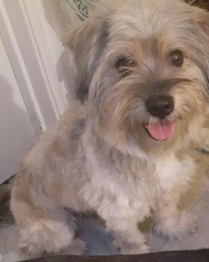 TOMMY is a healthy well behaved 15 lb 3-4 year old male Havanese mixed with cute and supercute H