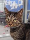Gio photo 1