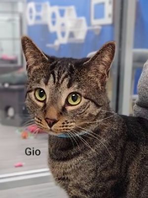 Gio, Adult Male Domestic Short Hair