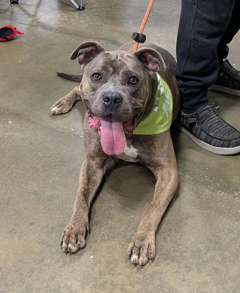 BUTTER ROLLS, an adoptable Mixed Breed in Florence, SC, 29506 | Photo Image 2