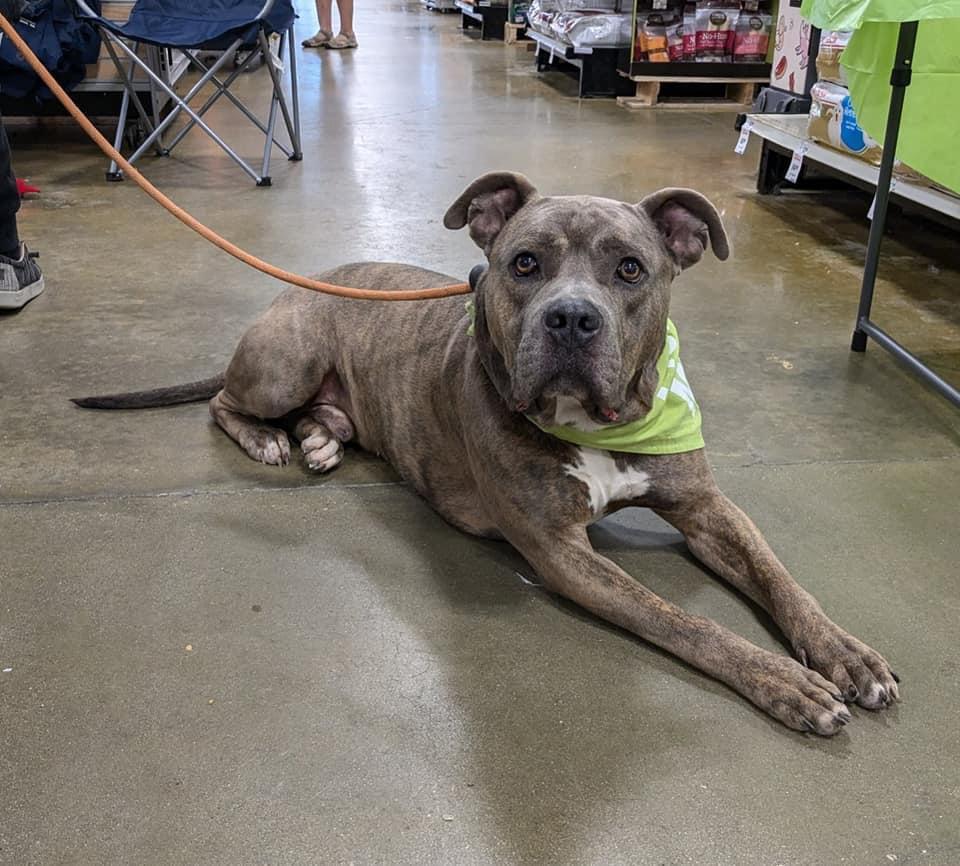 BUTTER ROLLS, an adoptable Mixed Breed in Florence, SC, 29506 | Photo Image 3