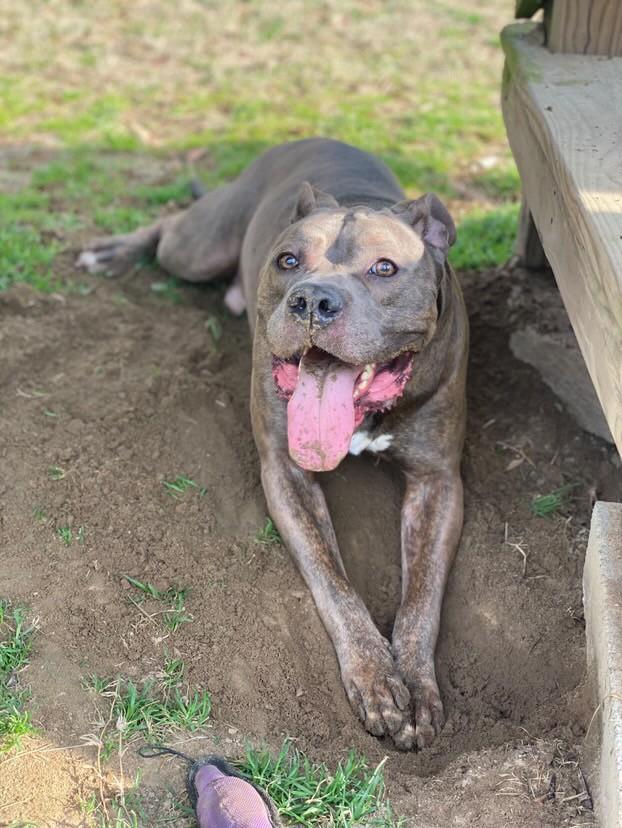 BUTTER ROLLS, an adoptable Mixed Breed in Florence, SC, 29506 | Photo Image 4