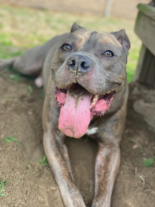 BUTTER ROLLS, an adoptable Mixed Breed in Florence, SC, 29506 | Photo Image 6